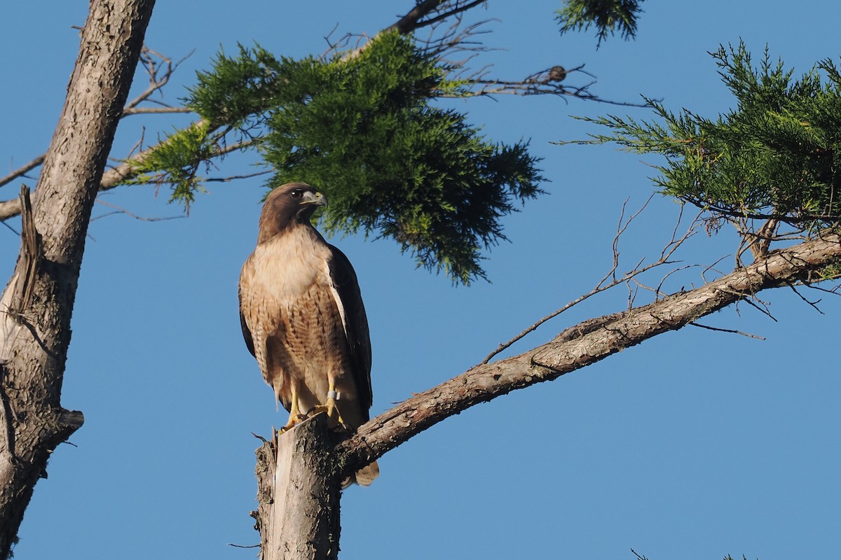 Red-tailed Hawk - ML611507629