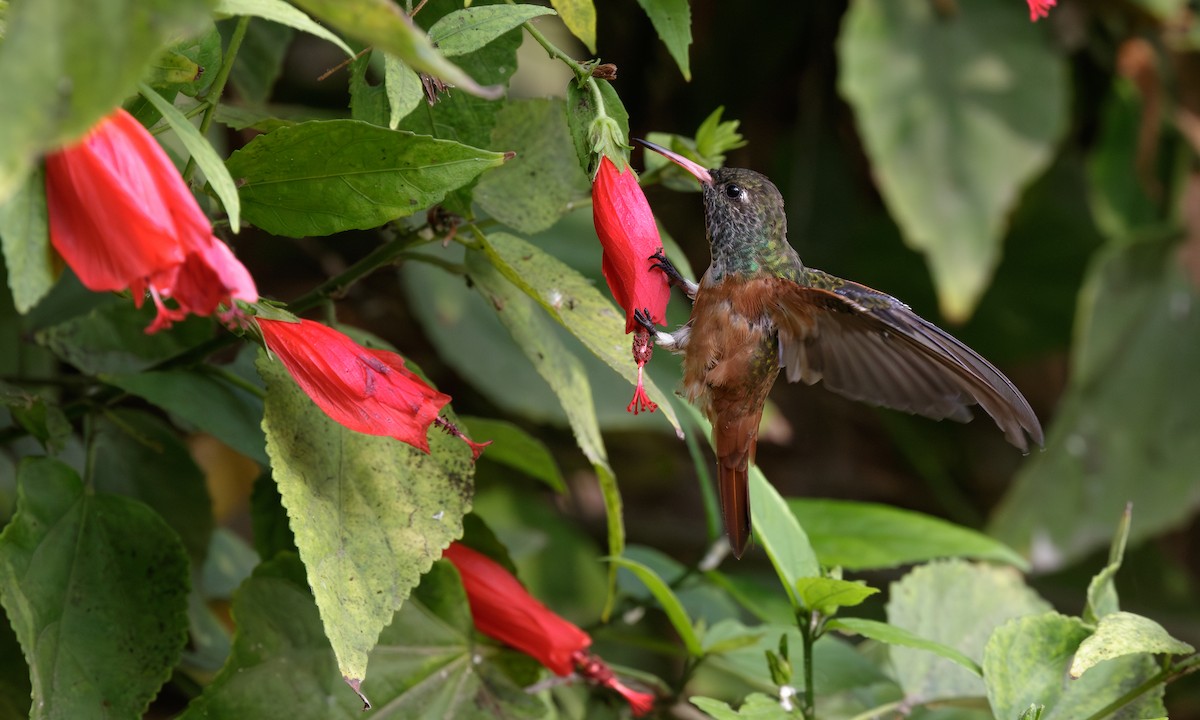 Amazilia Hummingbird - Steve Kelling