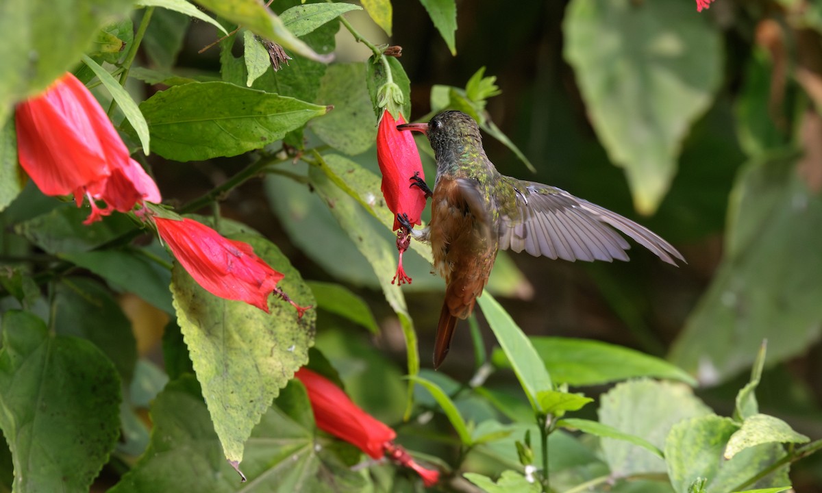 Amazilia Hummingbird - Steve Kelling