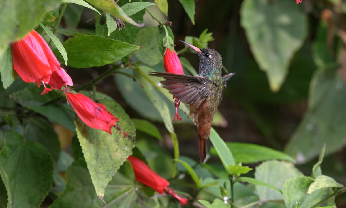 Amazilia Hummingbird - ML611507671