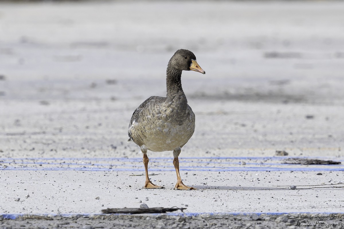 Greater White-fronted Goose - ML611508126