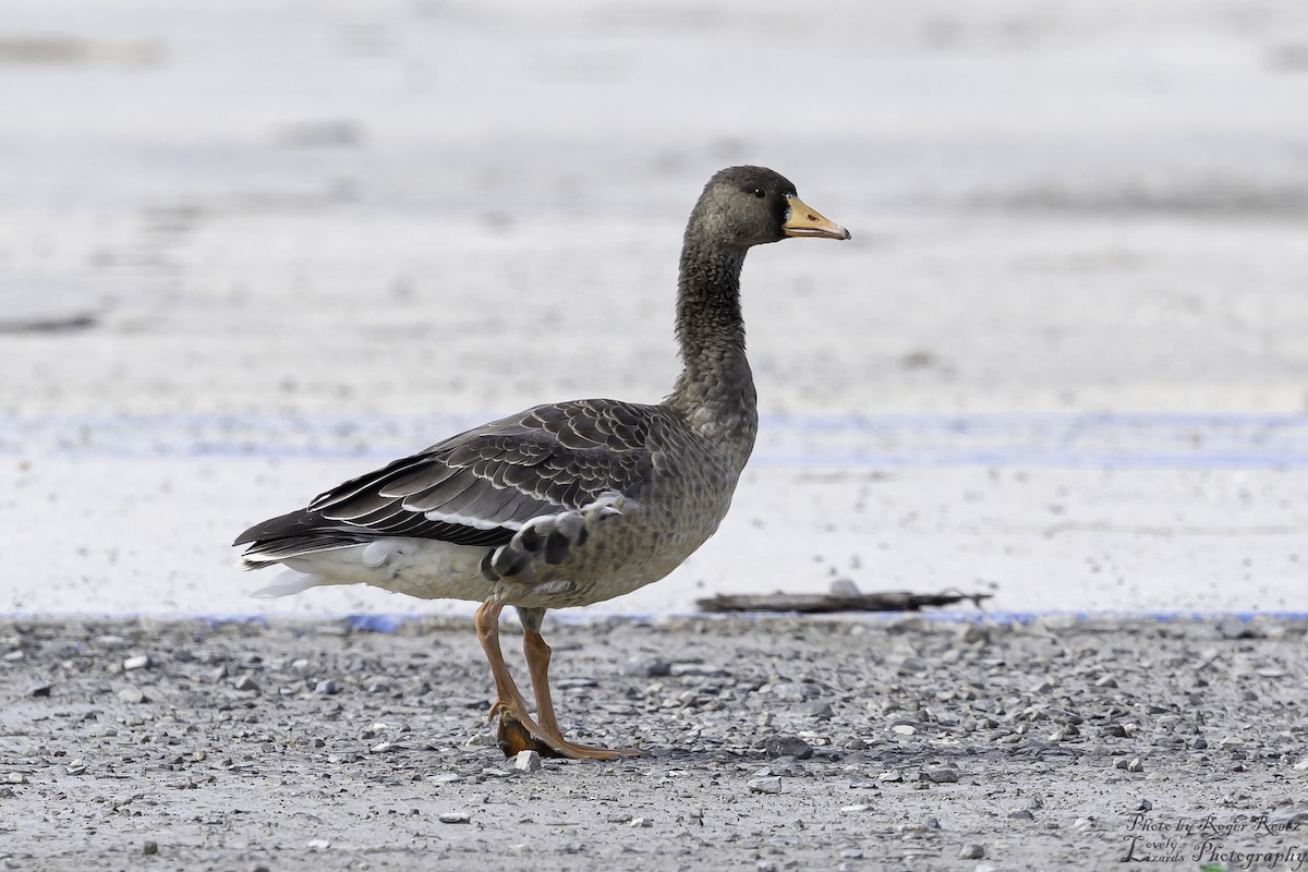 Greater White-fronted Goose - ML611508127