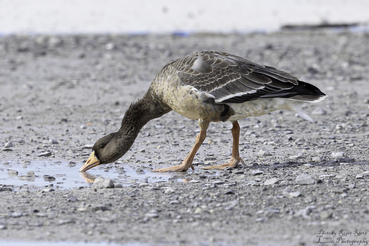 Greater White-fronted Goose - ML611508128