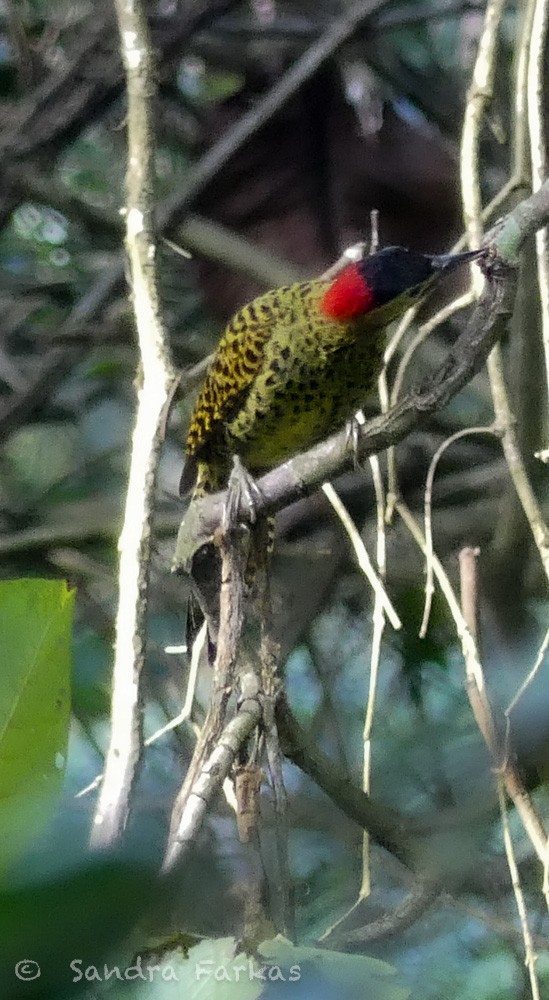 Green-barred Woodpecker - ML611508221