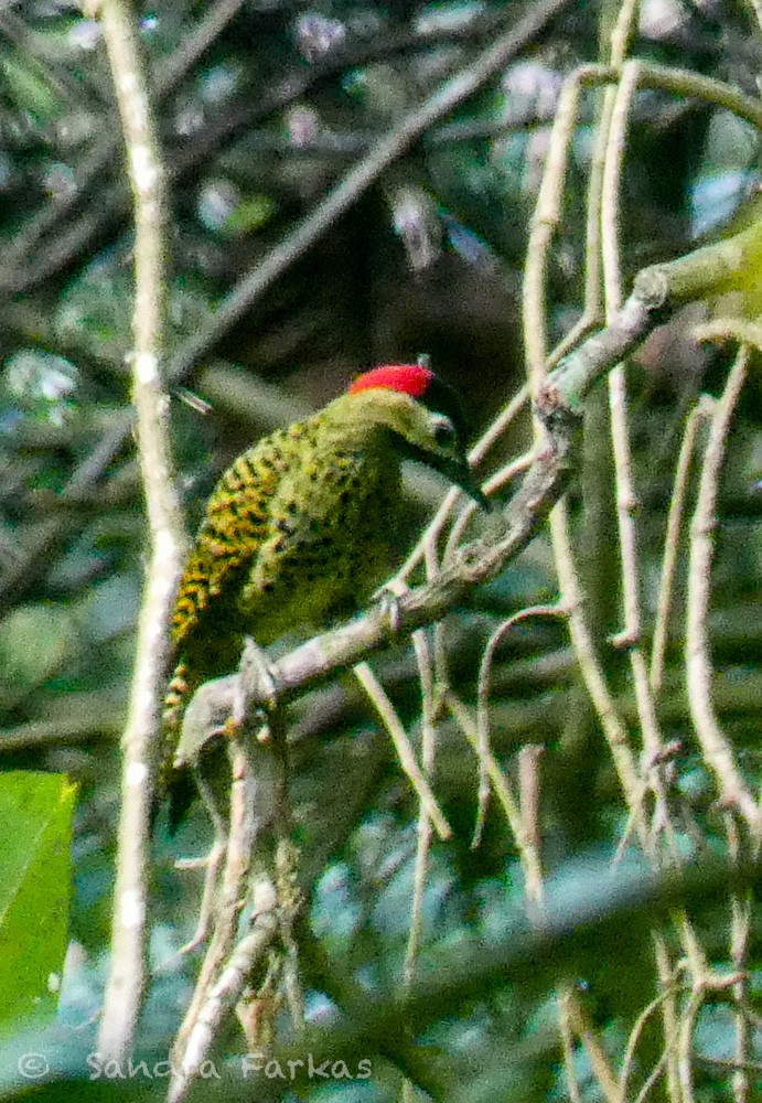 Green-barred Woodpecker - ML611508222