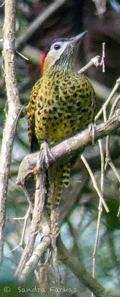Green-barred Woodpecker - ML611508223