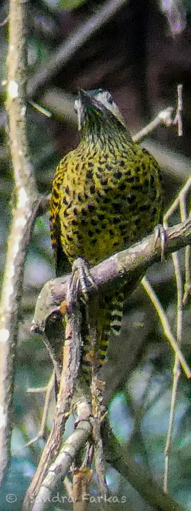 Green-barred Woodpecker - ML611508224