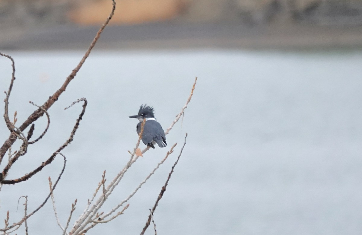 Belted Kingfisher - ML611508232