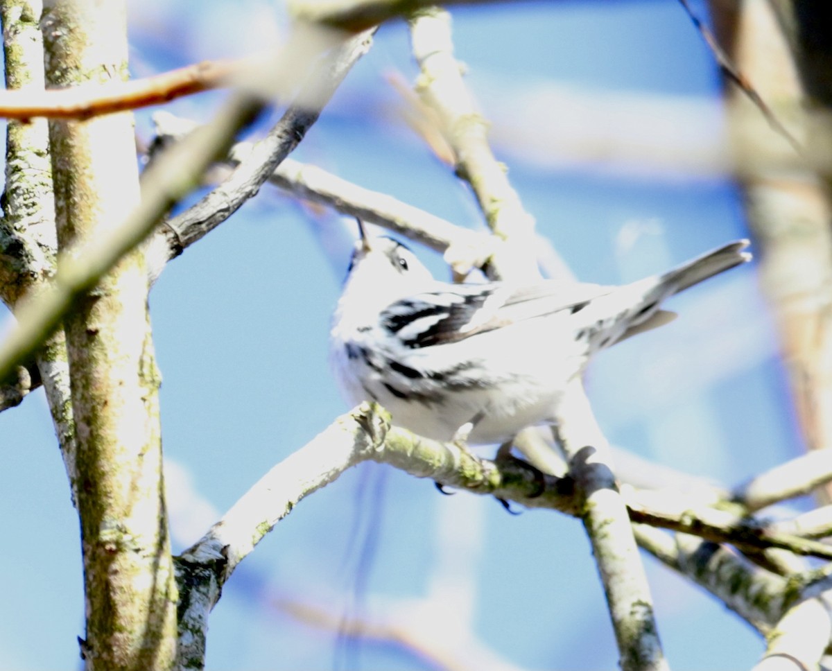Black-and-white Warbler - ML611508411