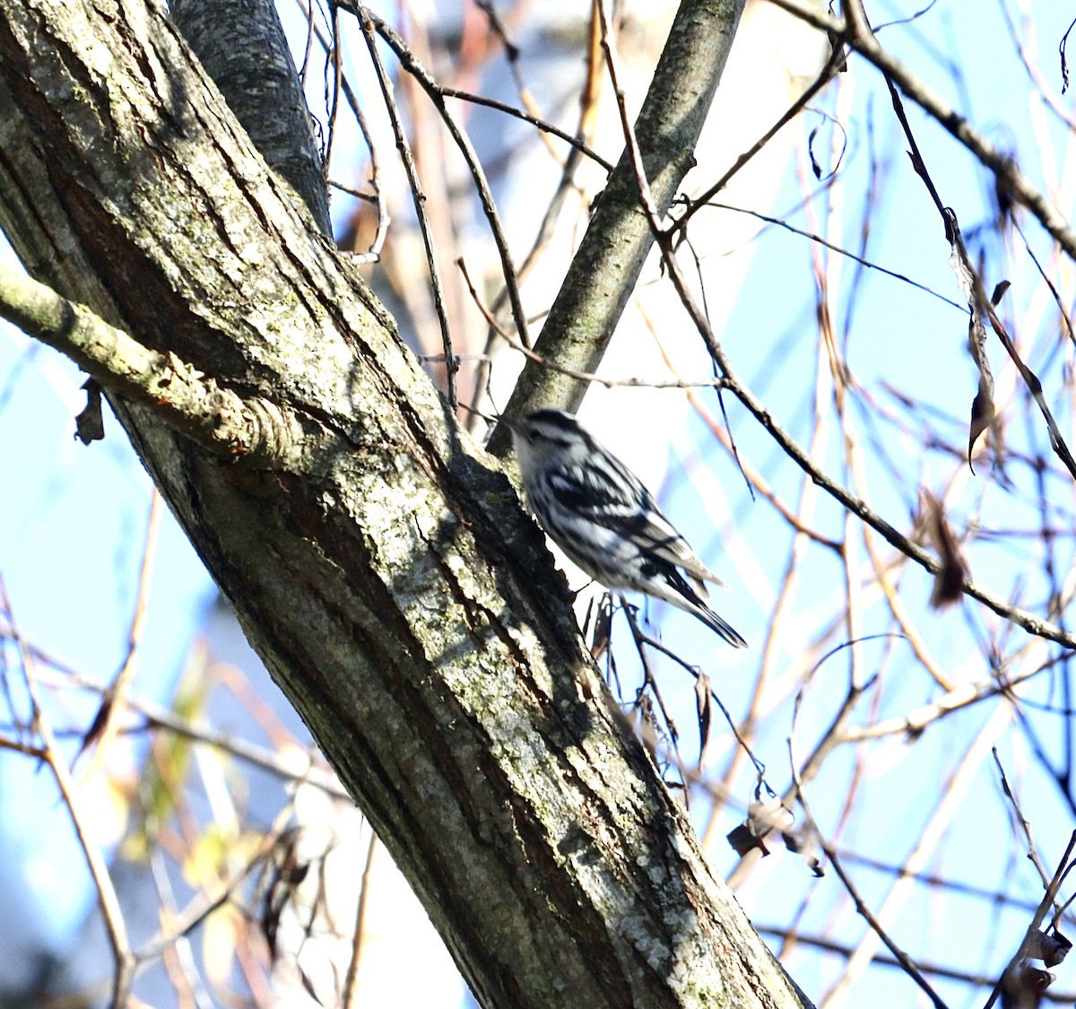 Black-and-white Warbler - ML611508412