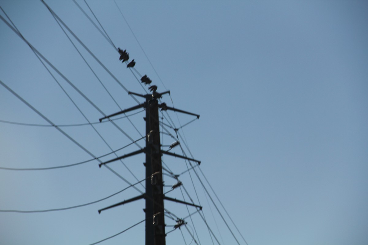 eBird Checklist 24 Nov 2023 Kroger MarketplaceMorton Ranch Rd