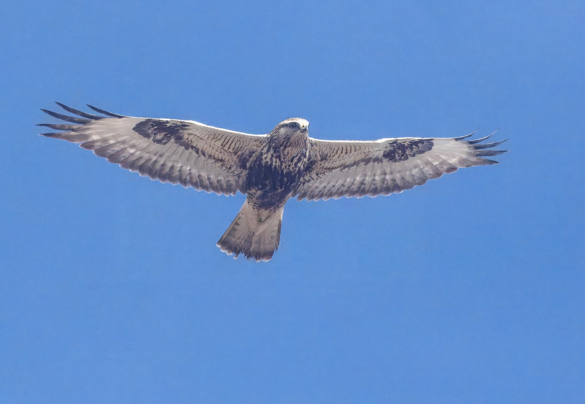 eBird Checklist 24 Nov 2023 Nauset BeachSouth End 15 species