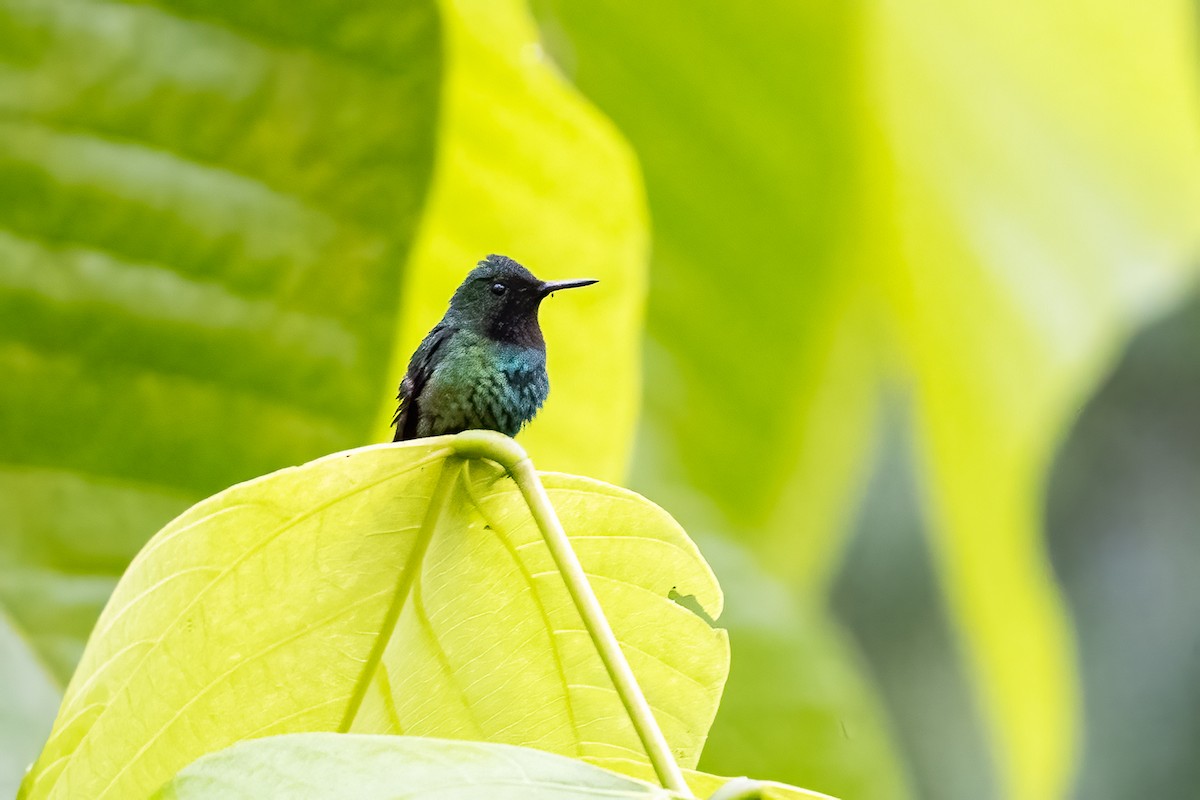 Violet-bellied Hummingbird - ML611509575