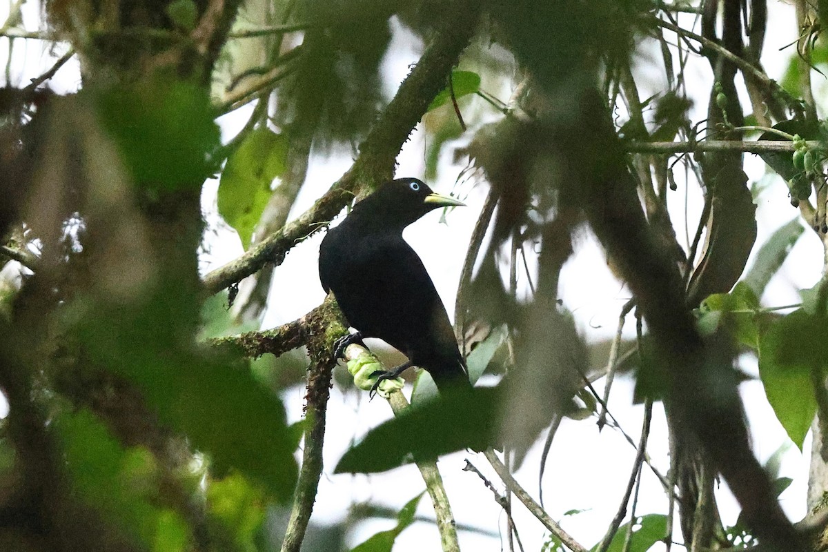 Scarlet-rumped Cacique (Pacific) - Sam Zhang