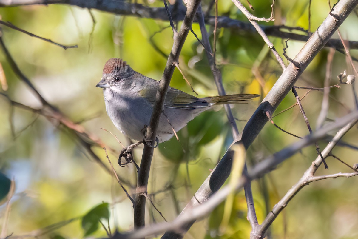 Green-tailed Towhee - Rich Kostecke
