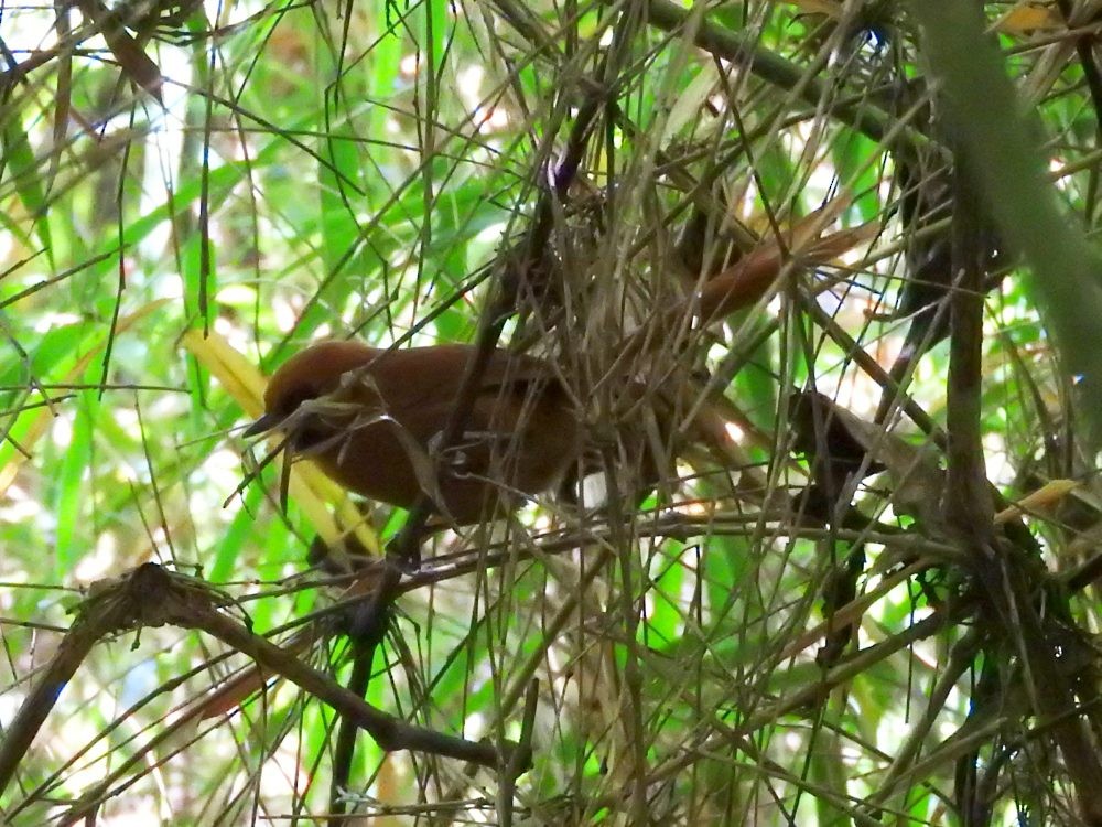 Black-throated Spinetail - ML611510128