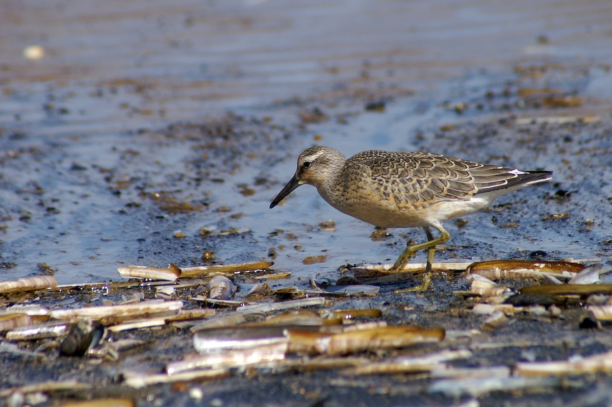Red Knot - ML611510202
