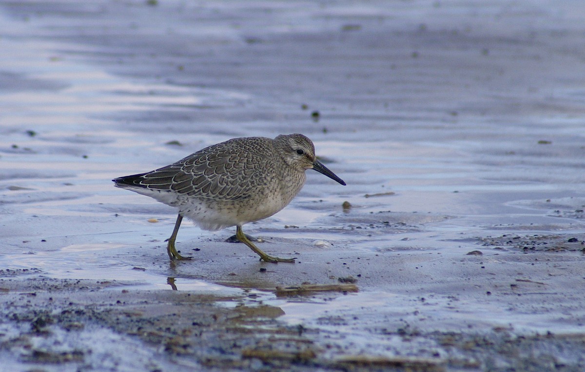 Red Knot - ML611510203