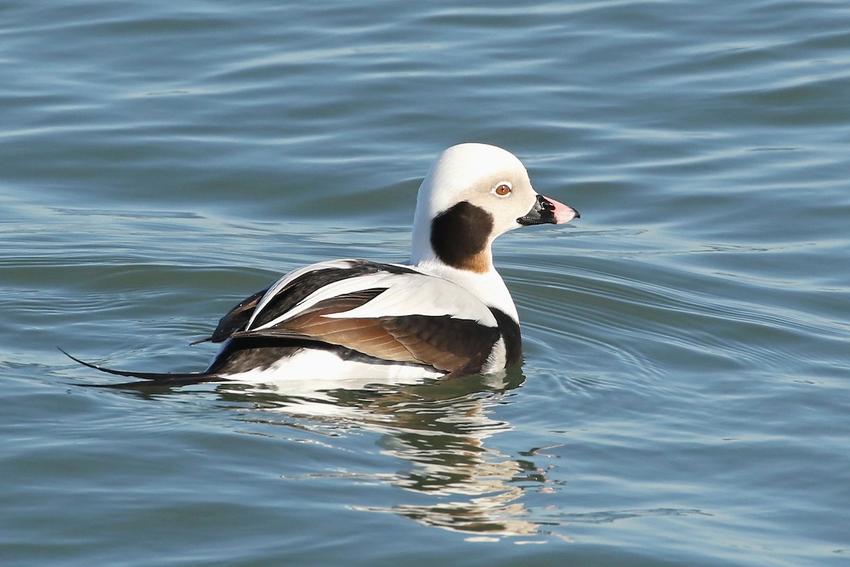 Long-tailed Duck - ML611510742