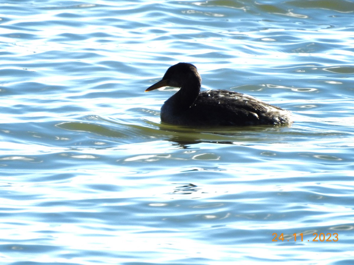 Red-necked Grebe - ML611510760