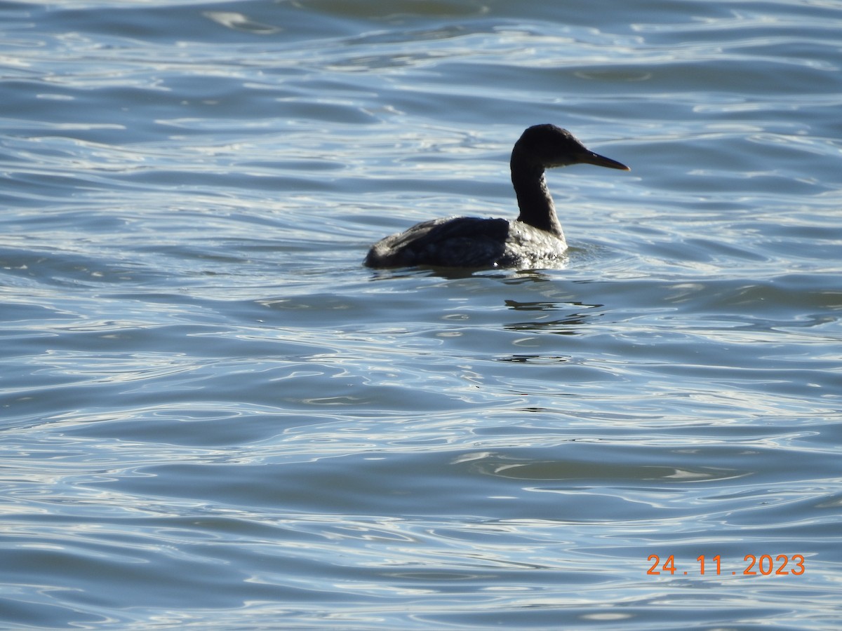Red-necked Grebe - ML611510788