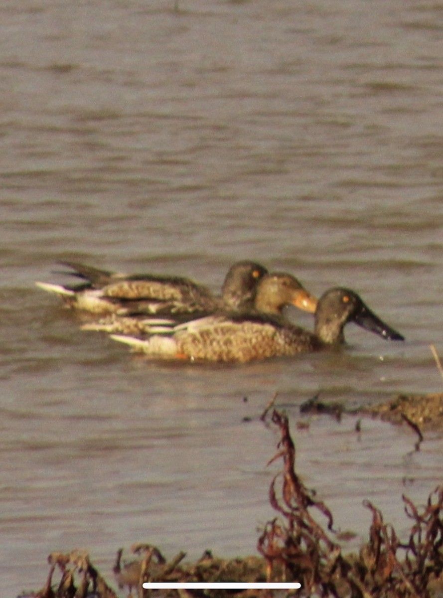 Northern Shoveler - ML611510811