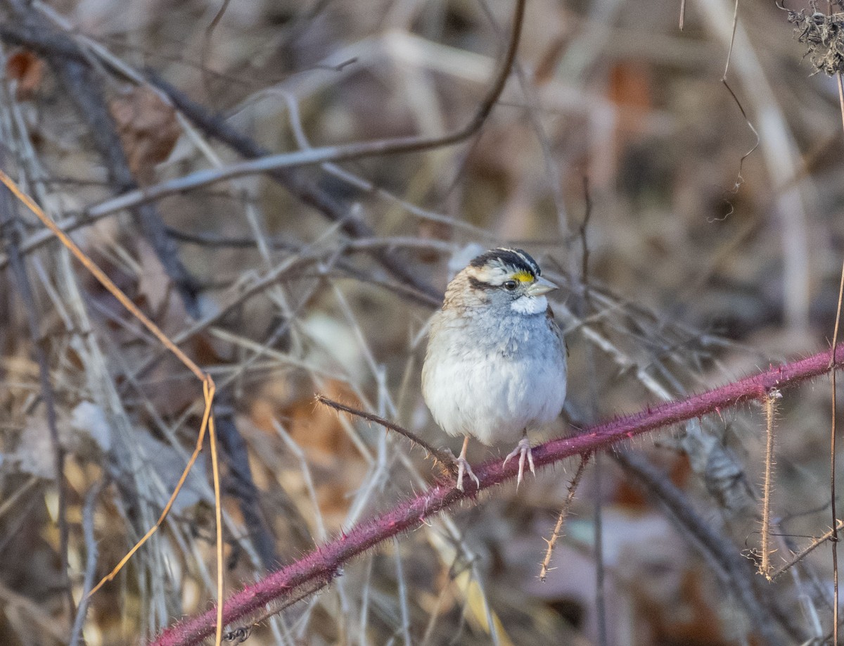 White-throated Sparrow - ML611510817