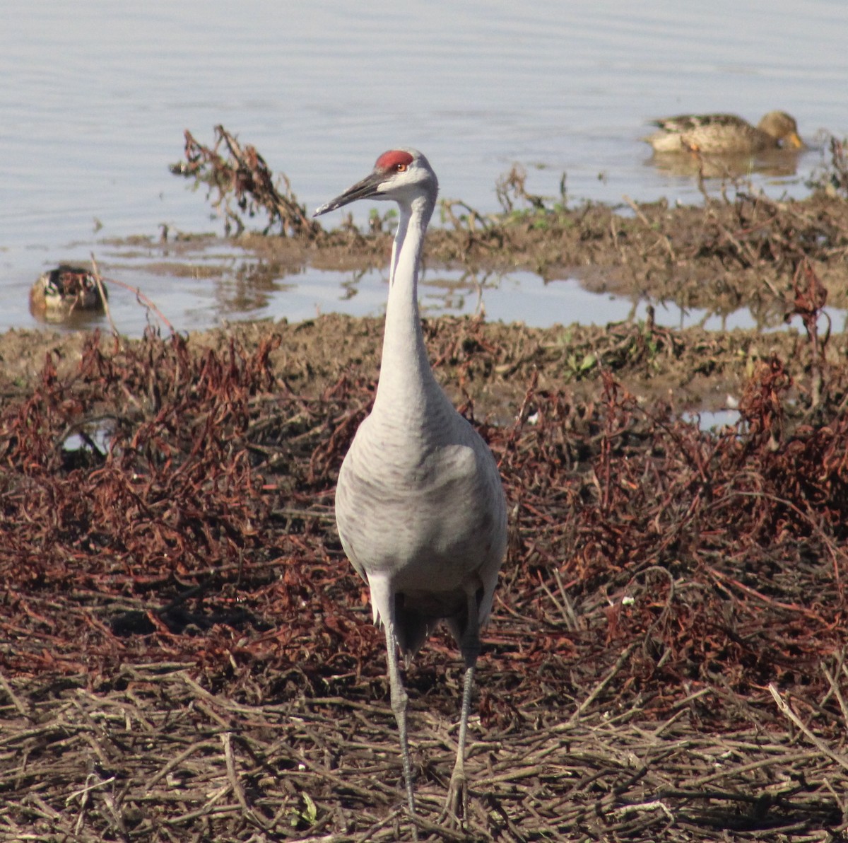 Sandhill Crane - ML611510859
