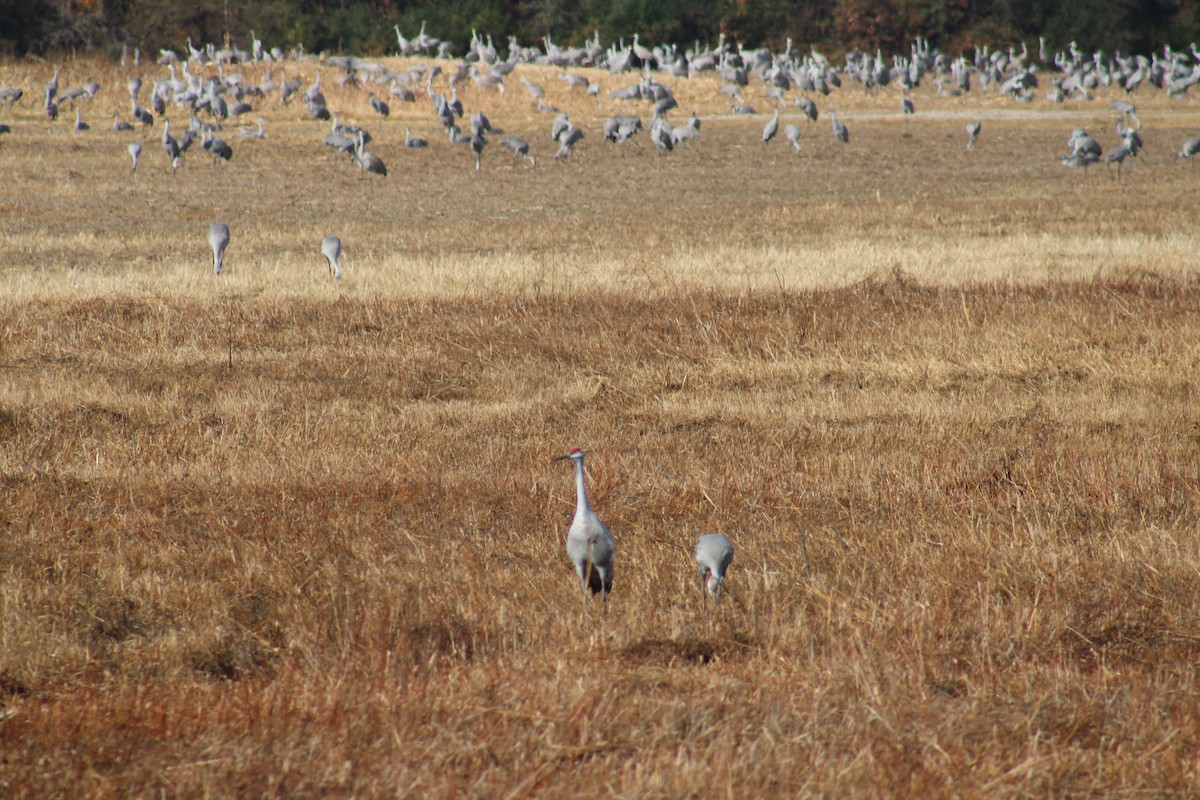Sandhill Crane - ML611510860