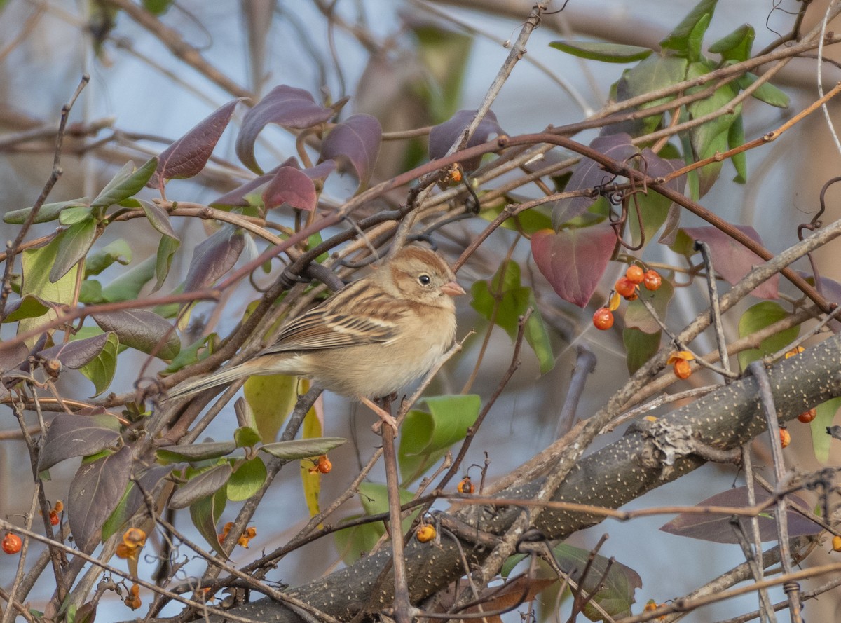 Field Sparrow - ML611510863