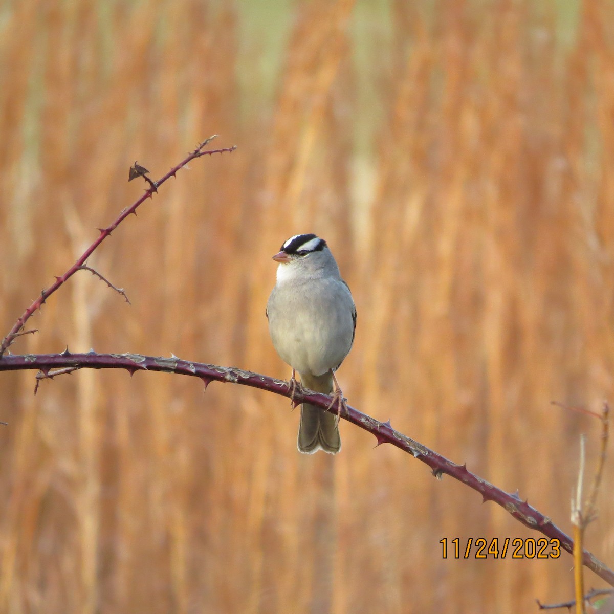 White-crowned Sparrow - ML611510946