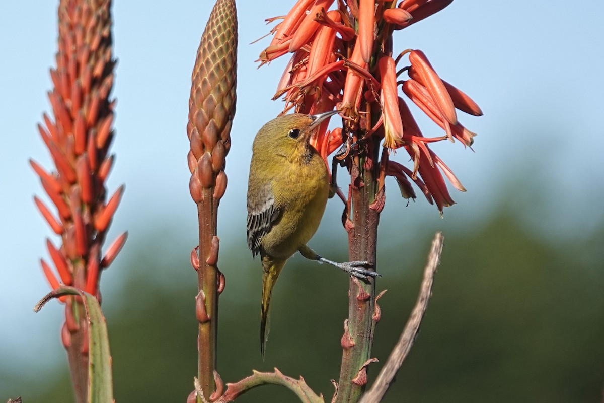 Orchard Oriole - ML611511047
