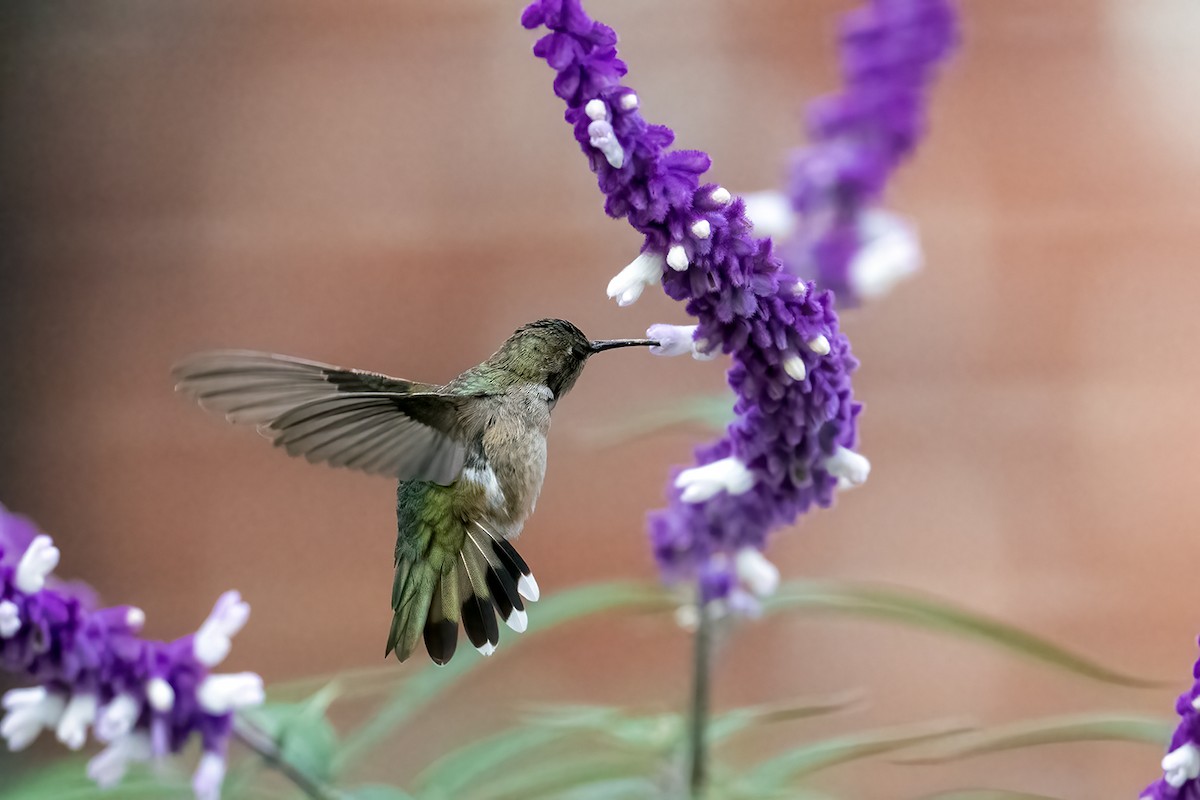 Black-chinned Hummingbird - Donna Schulman