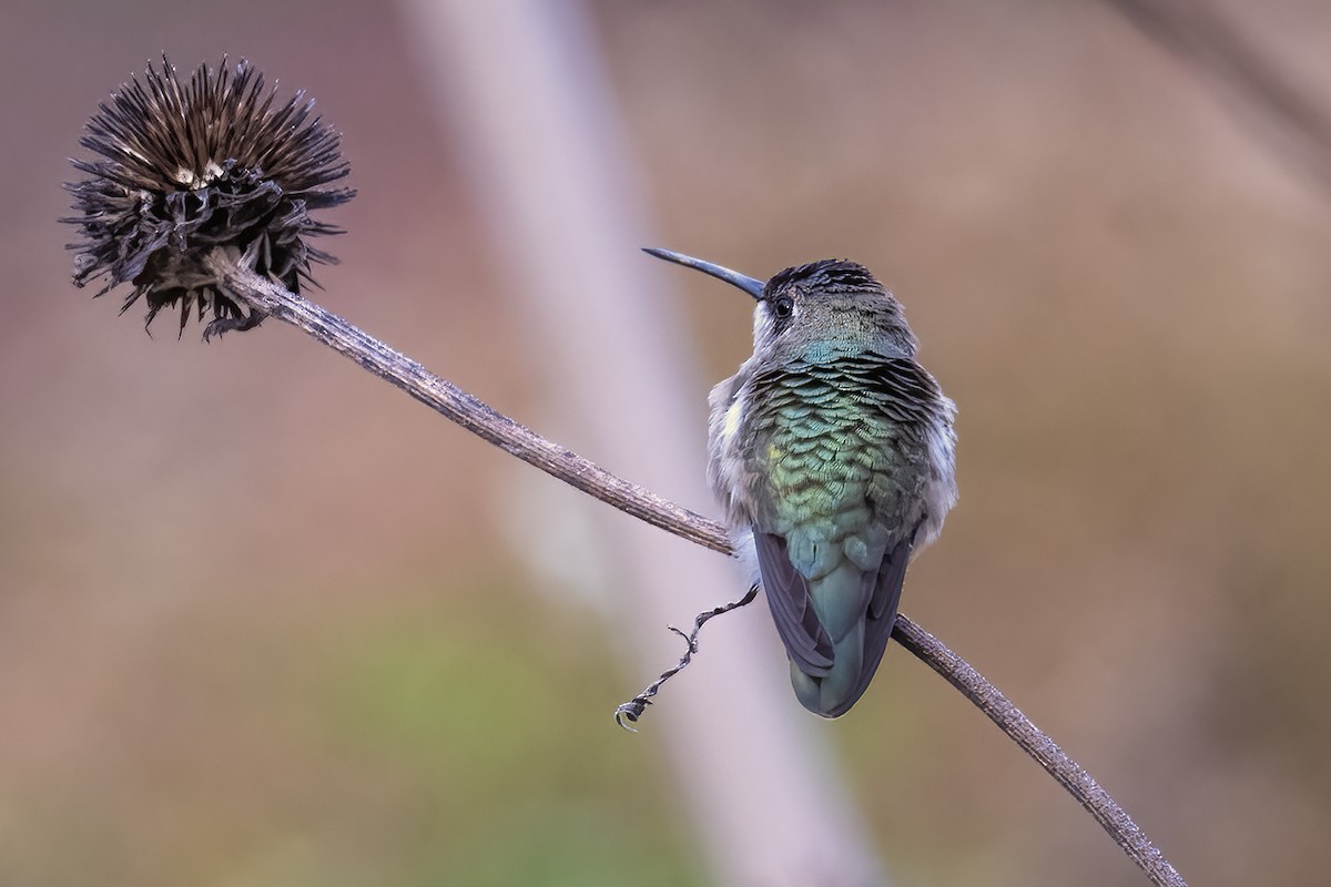 Black-chinned Hummingbird - ML611511059