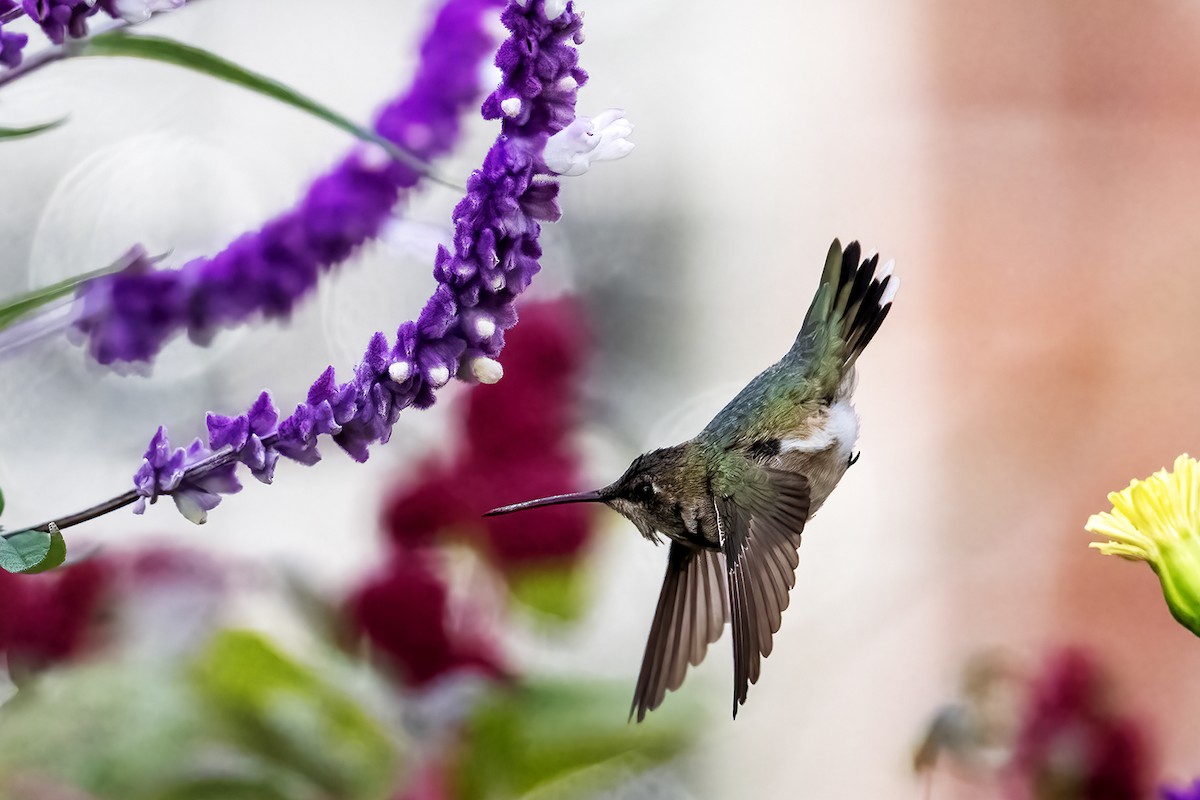 Black-chinned Hummingbird - ML611511060