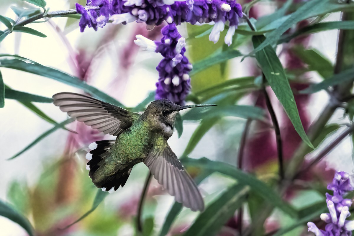 Black-chinned Hummingbird - ML611511061