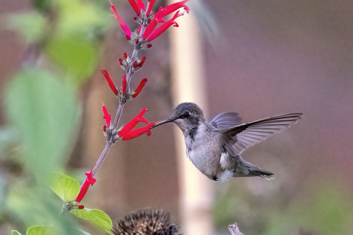 Black-chinned Hummingbird - ML611511062