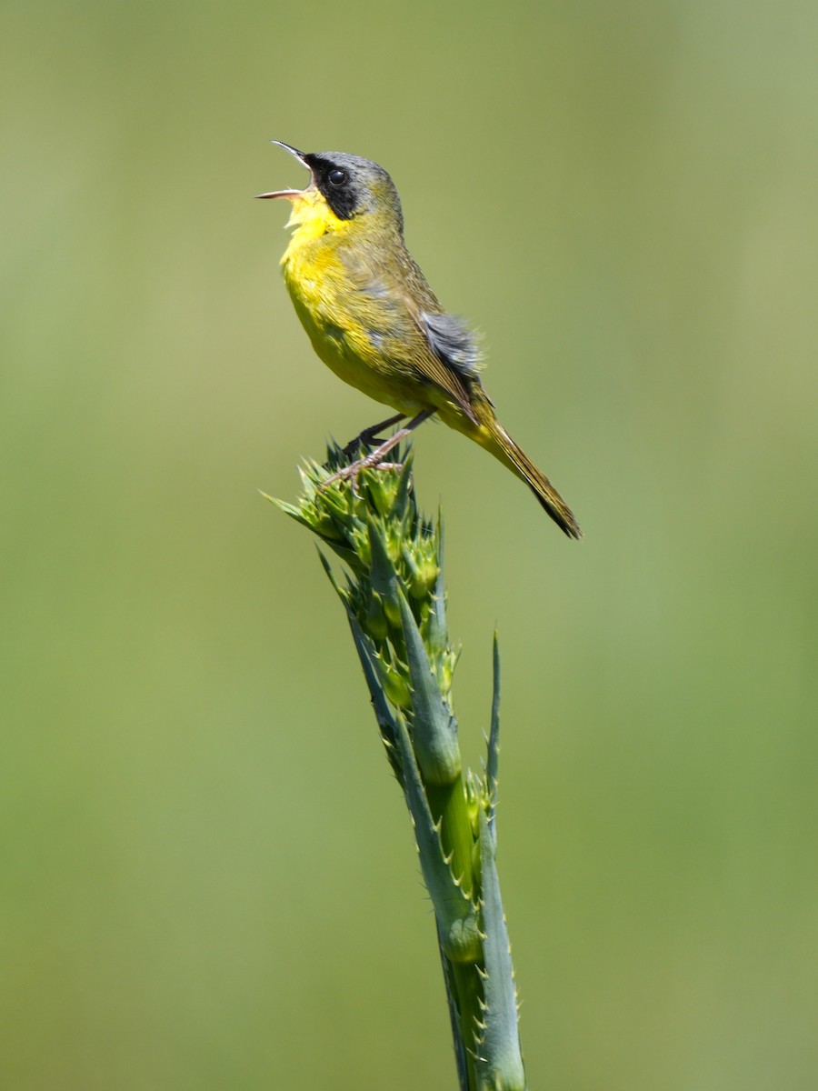 Southern Yellowthroat - ML611511373