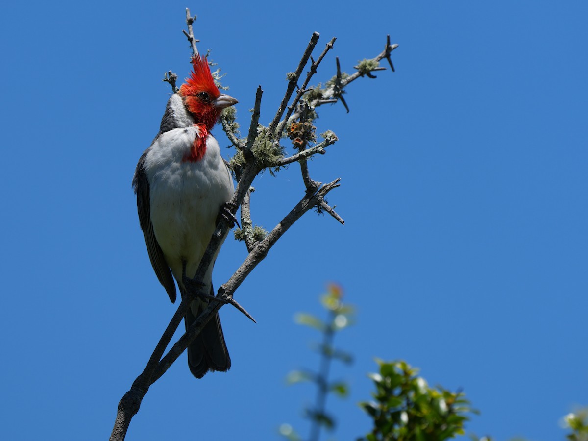 Red-crested Cardinal - ML611511385