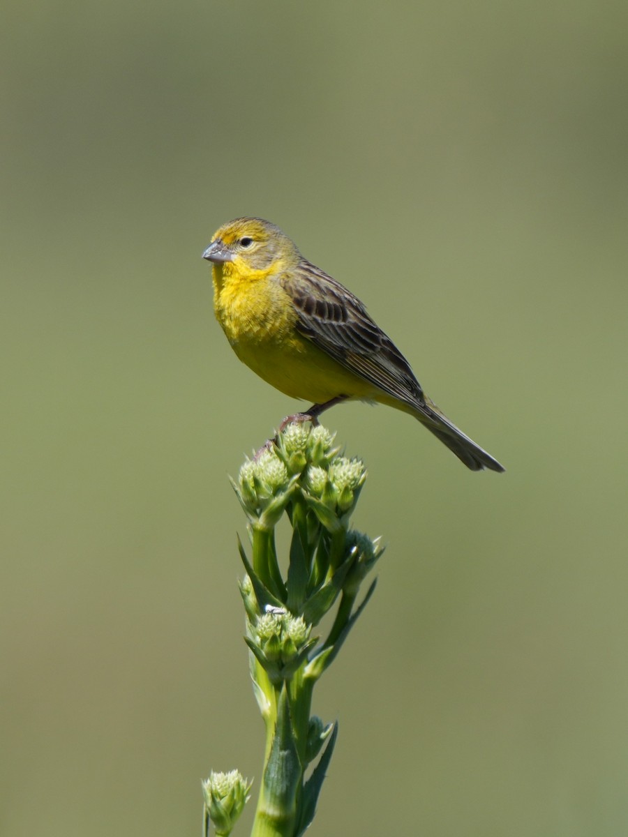 Grassland Yellow-Finch - ML611511391