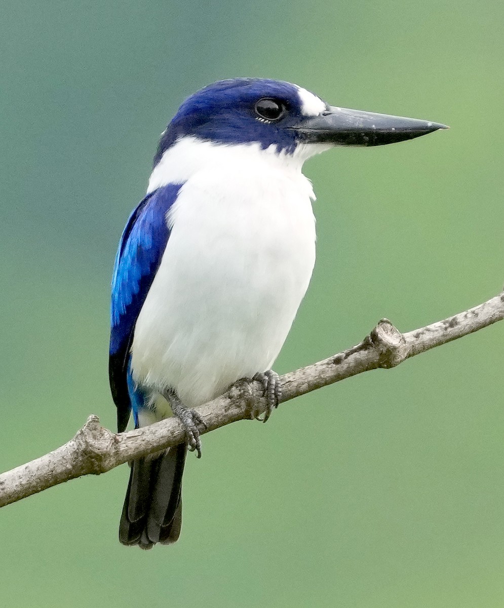 Blue-and-white Kingfisher - ML611511490