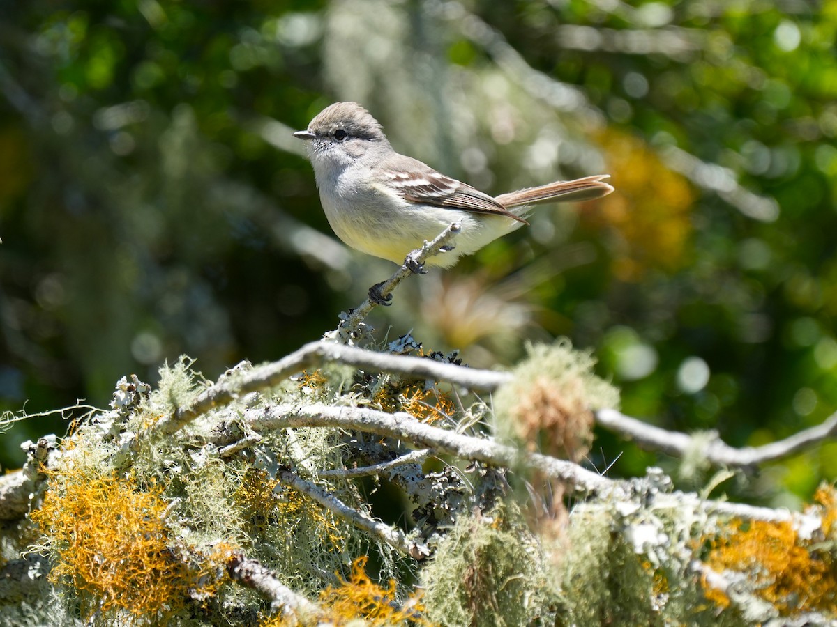 Southern Scrub-Flycatcher - ML611511555
