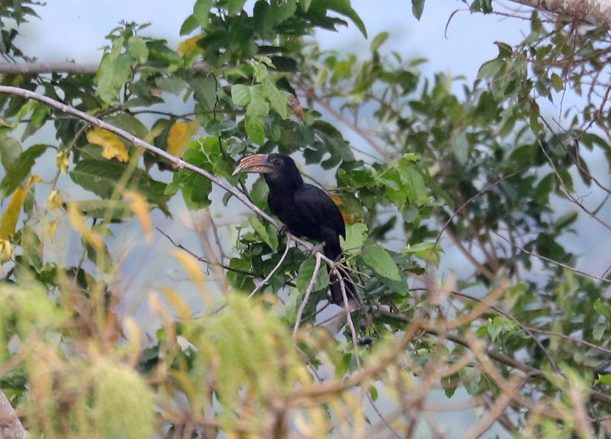 Sulawesi Hornbill (Dwarf) - ML611511651