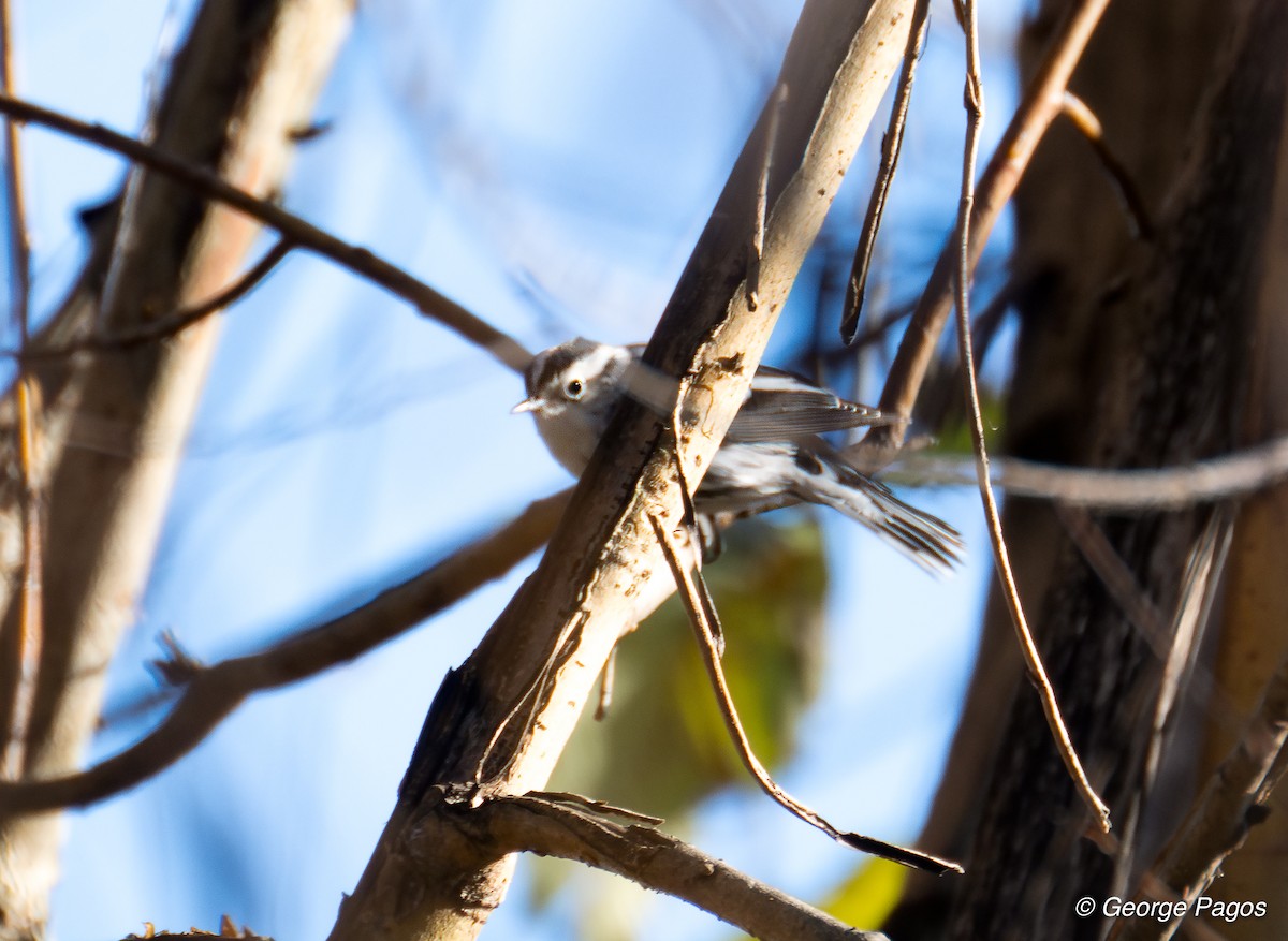 Black-and-white Warbler - ML611511698