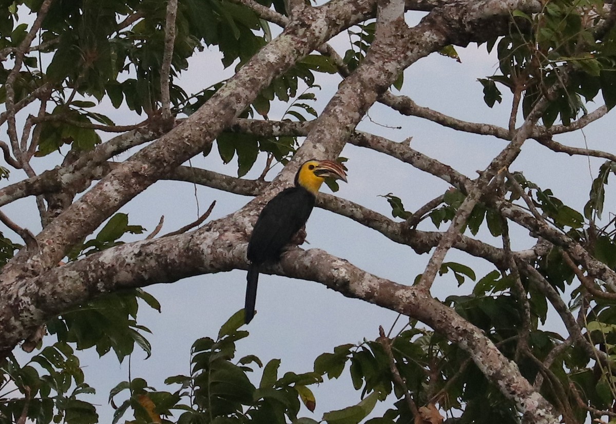 Sulawesi Hornbill (Dwarf) - ML611511709