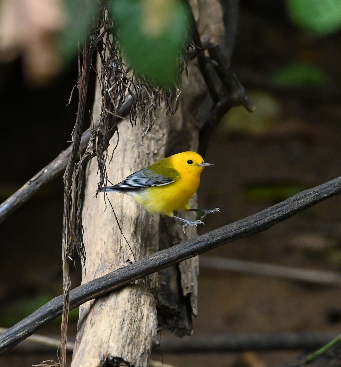 Prothonotary Warbler - ML611511861