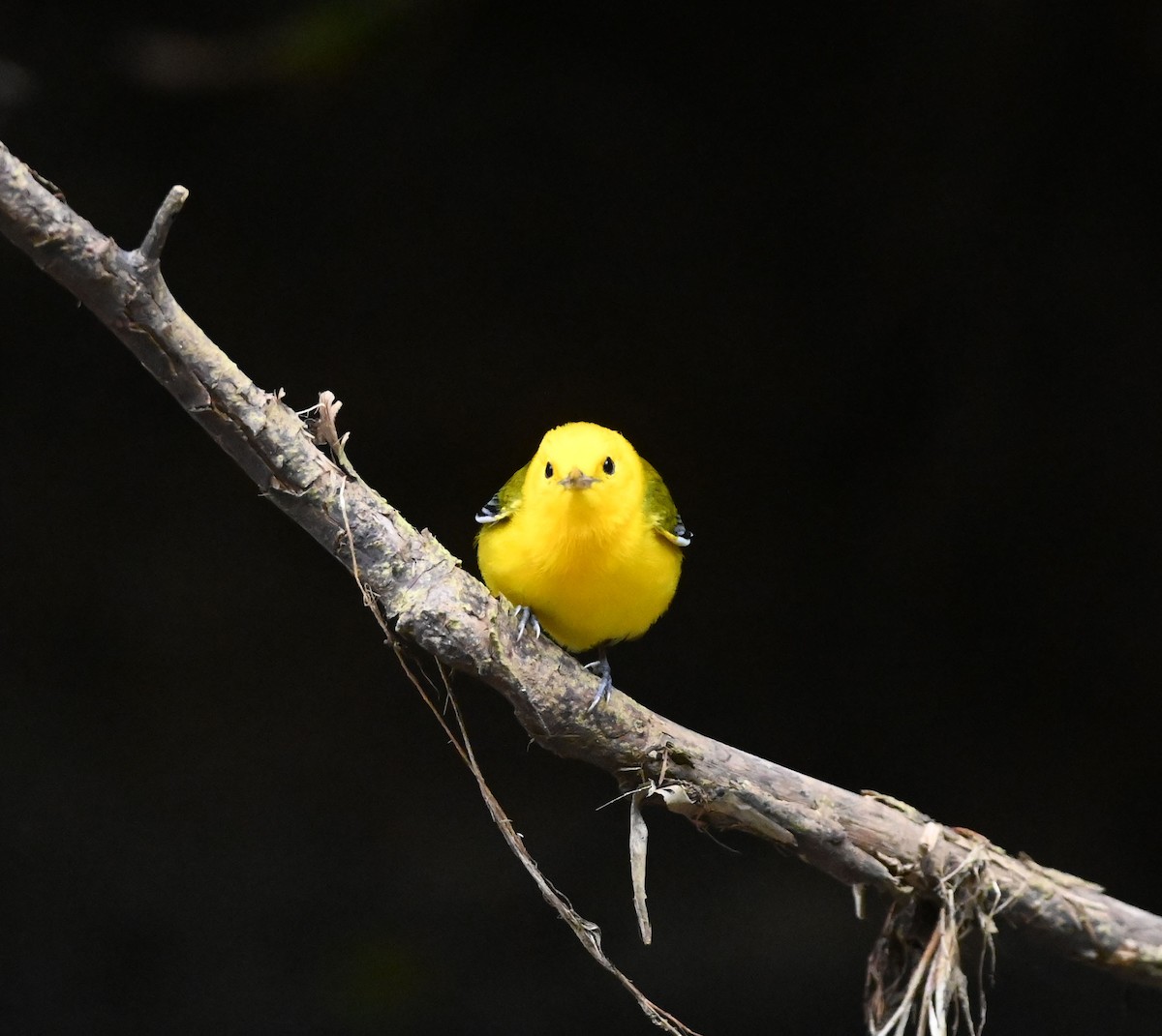 Prothonotary Warbler - ML611511920