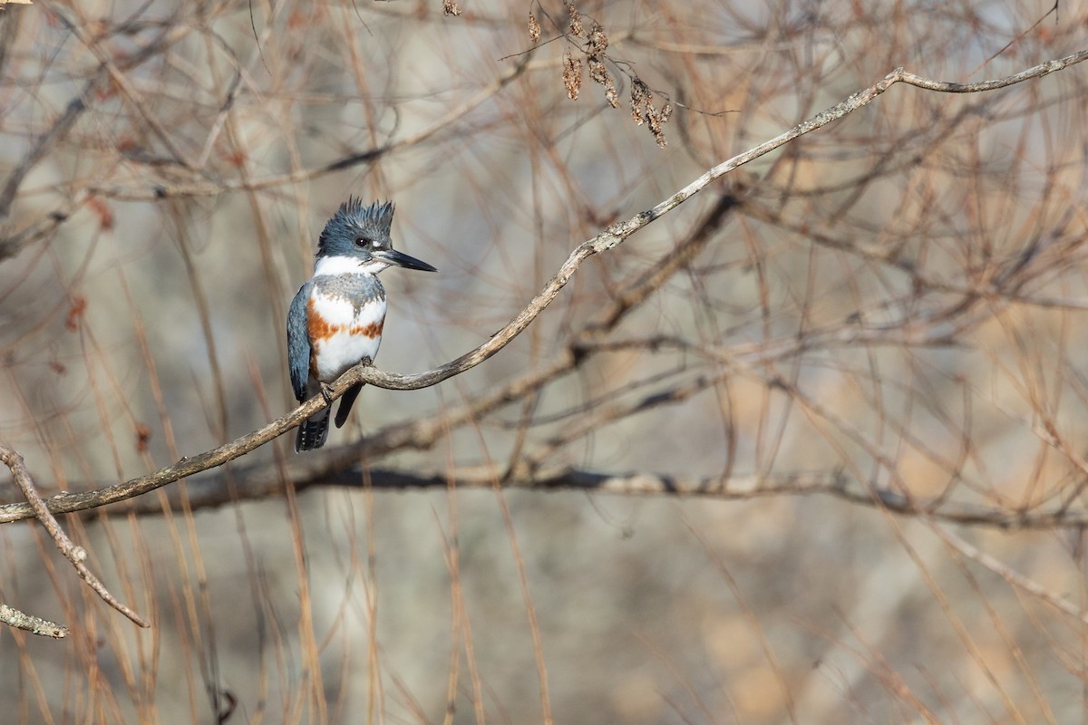 Belted Kingfisher - ML611512013