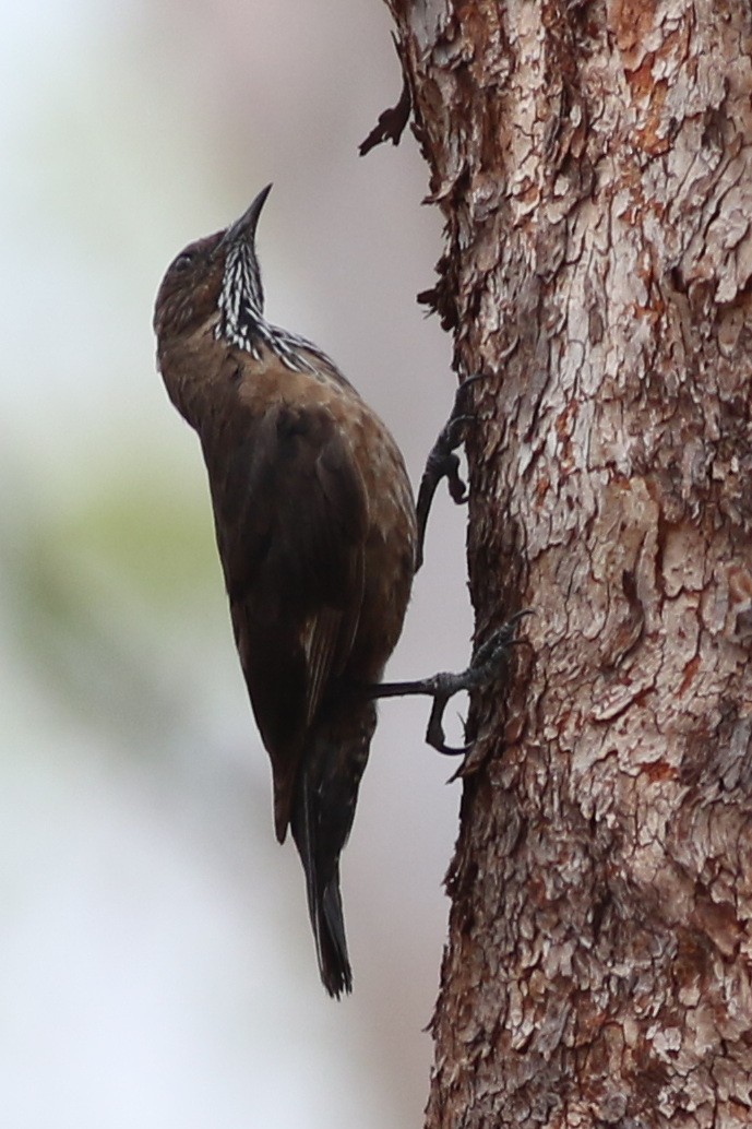 Black-tailed Treecreeper - Dave O'Connor