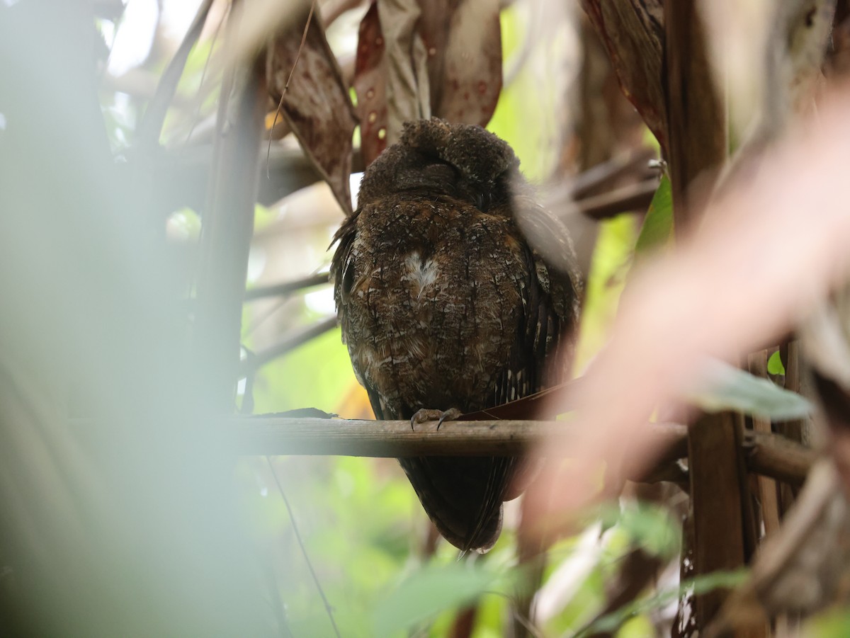 Madagascar Scops-Owl (Rainforest) - ML611512602